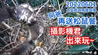 20220601 大安阿爸 再送松鼠餐 紅26\u0026紅C6 攝影機君出來玩~  - 大安森林公園鳳頭蒼鷹育雛直播