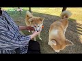 お休みルーティン♪ 「いっぱい遊ぼう♡」　今日のごん・みく♡　秋田犬【ごん・みく チャンネル】