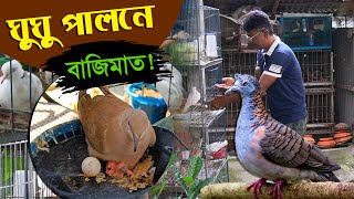 ঘুঘু পাখি পালনে বাজিমাত - ঘুঘু পাখি খামার || ঘুঘু পাখি পালন পদ্ধতি | Dove farming || কৃষি ঘর