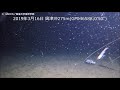 【駿河湾深海生物映像図鑑】ボタンエビ