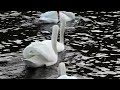 mute swan courtship calls