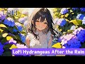 LoFi Hydrangeas After the Rain