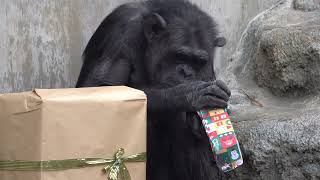 Dec 2022 Hamamatsu City Zoo chimps