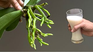 Pour 1 cup! Immediately the orchid grew super roots and super flowers