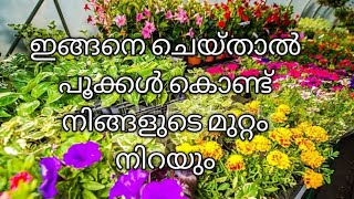 ഇങ്ങനെ ചെയ്താൽ പൂക്കൾ കൊണ്ട് നിങ്ങളുടെ മുറ്റം നിറയും 💯 | By 3 STARS ⭐⭐⭐ | #gardening