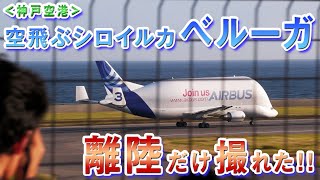 【神戸空港】空飛ぶシロイルカ!! エアバス ベルーガ 2023.7.29＜4K動画＞