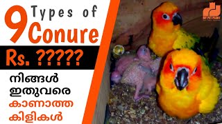 Top 9 Conure Types and Price in 2023 | Conure Bird Mutations In Malayalam | MY PET PLANT