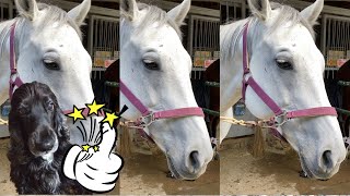 Horse riding lesson🐎 Japan🇯🇵 handsome  horse😊  it's good to be young❤️