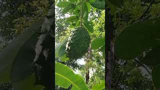 home fruits#വീട്ടിൽ ഉണ്ടായ മുള്ളാ ത്തക്ക#mullathakka our home#youtubeshorts