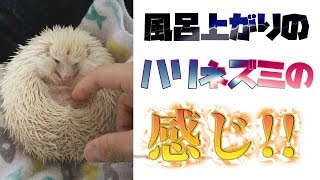 風呂上がりのハリネズミの感じ!!《 Hedgehog diary やすじろうの日常#178 》