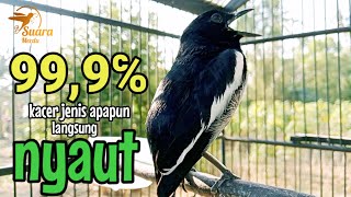 SUARA BURUNG kacer gacor NGEPLONG TARUNG ini paling AMPUH buat PANCINGAN KACER agar EMOSI