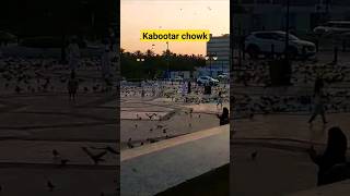 Kabootar chowk madina subhanalla masha allah❤️#youtubeshorts #001