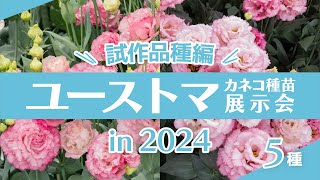 2024ユーストマ展示会～試作品種編～　カネコ種苗