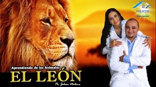 EL LEÓN (Aprendiendo de los Animales)