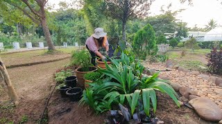 จัดสวนเอง ปลูกดอกไม้ให้แม่ เดซี่ม่วง ไม้น้ำ เดินชมสวนเกาะกลาง💙🌿💜Hatley Garden