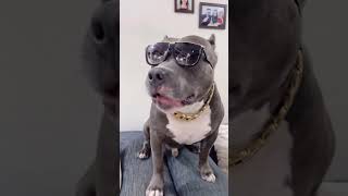 Brody 😂 #shorts #funnydog #dog | Harpreet SDC