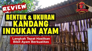 REVIEW: Bentuk \u0026 Ukuran KANDANG INDUKAN AYAM Penghasil BIBIT AYAM BERKUALITAS