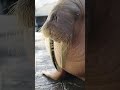 meet dozer the walrus seaworld san diego