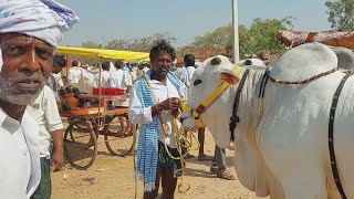 పెబ్బేరు సంతకి తెల్లని రెండు పళ్ళ కోడెలు తెచ్చిన రైతు | Ongole Bulls 🐂🐂 | Oxen prices ‎@purnafarms 