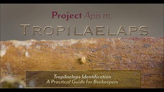 Tropilaelaps Identification: A Practical Guide for Beekeepers