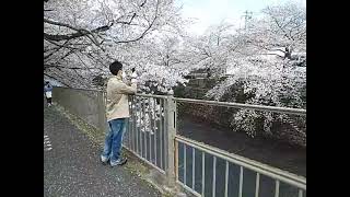 町田市恩田川・満開の桜3