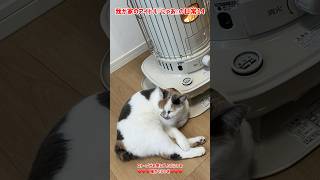 我が家のアイドル 三毛猫の『にゃあ』の日常14  冬はストーブ前がお気に入りなんだにゃ