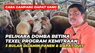 Review Harga Domba Betina Texel Untuk Penggemukan | @AGROTV9