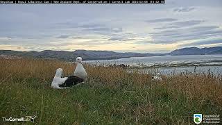 (06.02.2024) Альбатрос. Мама LGL прилетела - The albatross. Mom LGL has arrived