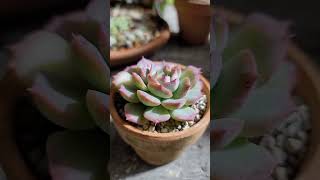 朝の御挨拶【vol153】#グロブローサ×ヒアリナ #succulent #多肉植物 #エケベリア #echeveria #아침 #plant #다육식물 #원예 #장미