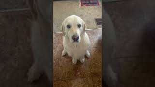 Funny Golden Retriever Apologizes To Friend For Eating Treat!