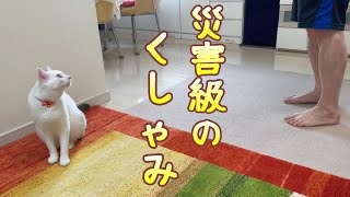 パパのくしゃみが激し過ぎて毎回ダッシュで逃げていく弟猫