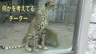 何かを考えてるチーター【猫のような猛獣チーター第117章】静かなるブランカ