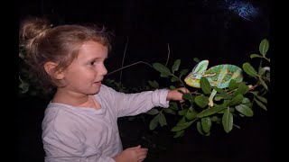 WE CAUGHT 25 WILD CHAMELEONS in South Florida!