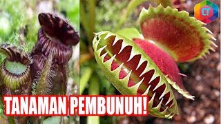 Tanaman Pemakan Daging! 7 Tanaman  Karnivora