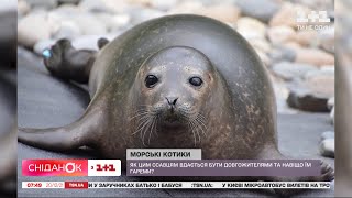 Цікаві факти про морських котиків – Поп-наука