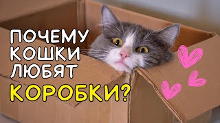 Вот почему КОШКИ ЛЮБЯТ КОРОБКИ!  Секрет раскрыт 🙀