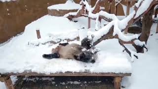 这是一只没见过雪的大熊猫？滚滚玩雪真的是太可爱了！