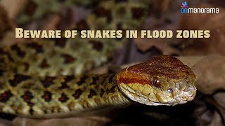 How to stay safe from snakes in flood zones