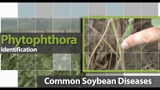 Identifying Phytophthora in Soybean