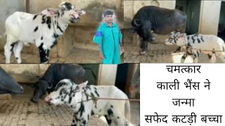 चमत्कार-काली भैंस 🐃 ने जन्मा सफेद कटड़ी बच्चा  Black buffalo born white female calf