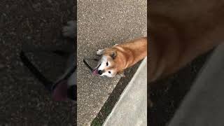 １４歳柴犬　会った瞬間