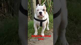 #American bully #dog #shorts #powerful #american #pitbull #muscular #short