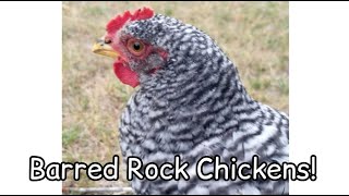 Barred Rock Chickens!