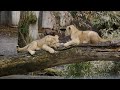 leeuwenwelpen blijdorp rotterdam voor de tweede dag buiten.