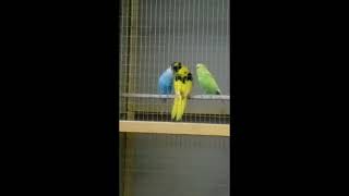 Budgie feeding Kakariki