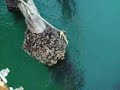 goleta pier mussel snare