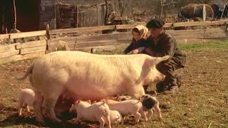 The Pig and the Black Truffles - The Lords of the Animals