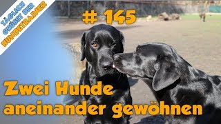 TGH 145 - Zwei Hunde aneinander gewöhnen - Hundeschule Stadtfelle