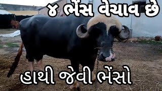 હાથી જેવી ભેસો છે બધી 4 ભેંસો વેચાવ છે mo (99259 56153 )