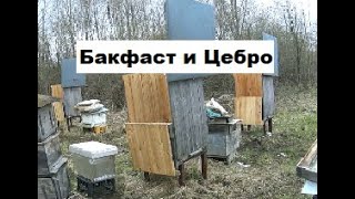 Бакфаст заселяется в ульи Цебро